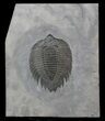 Excellent Arctinurus Trilobite - New York #42225-1